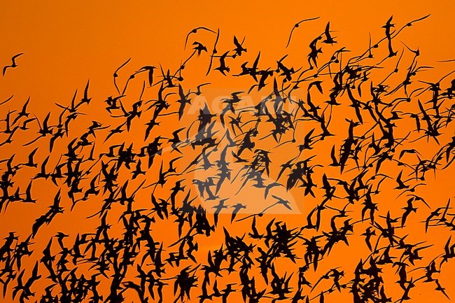 Grote Stern groep vliegend tijdens zonsondergang; Sandwich Tern group flying at sunset stock-image by Agami/Harvey van Diek,