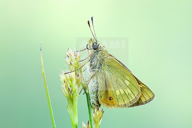 Large Skipper, Ochlodes sylvanus stock-image by Agami/Wil Leurs,