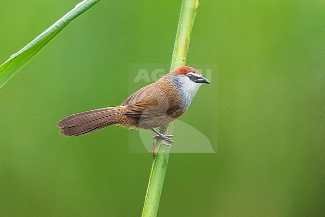 Chestnut-capped Babbler (Timalia pileata) perched in river habitat in southeast China. stock-image by Agami/Marc Guyt,