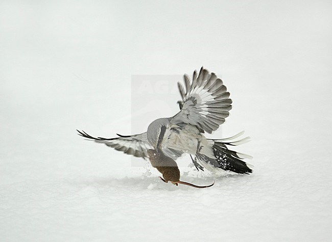 Great Grey Shrike adult catching a mouse; Klapekster volwassen muis vangend stock-image by Agami/Markus Varesvuo,