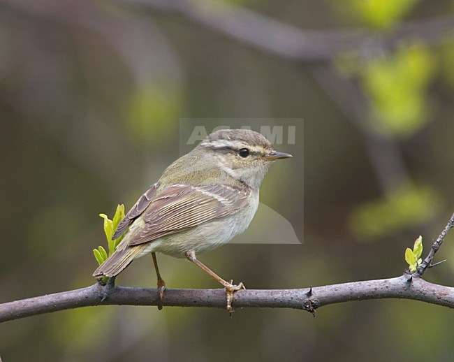 Yellow-browed Warbler sitting on banch China, Bladkoning zittend op tak China stock-image by Agami/Ran Schols,