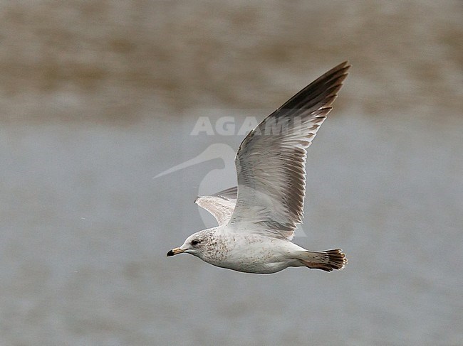  stock-image by Agami/Hugh Harrop,