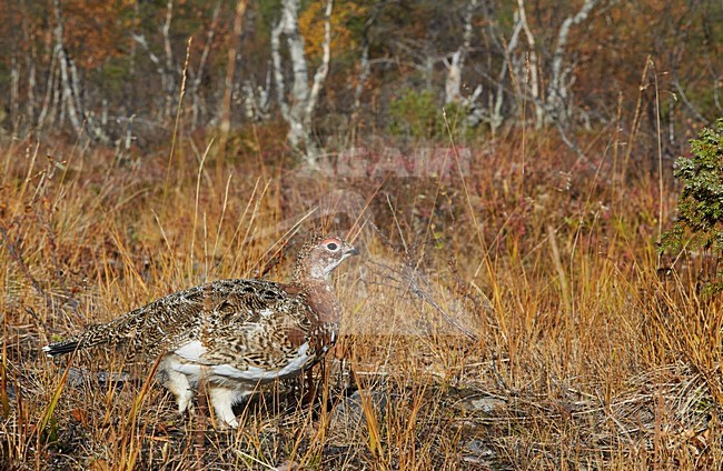 Vrouwtje Moerassneeuwhoen in zomerkleed; Female Willow Ptarmigan in summer plumage stock-image by Agami/Markus Varesvuo,