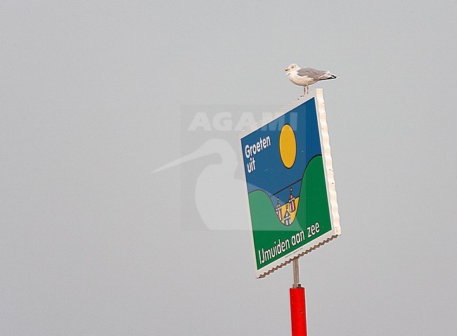 Adult European Herring Gull (Larus argentatus) perched on a huge ’greetings from Ijmuiden’ billboard at the coast in the Netherlands. stock-image by Agami/Marc Guyt,