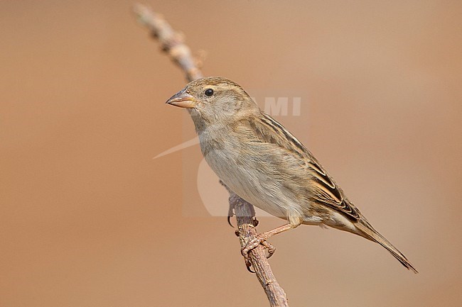 Spanish Sparrow, Female, Santiago, Cape Verde (Passer hispaniolensis) stock-image by Agami/Saverio Gatto,