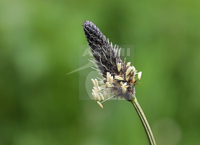 Smalle weegbree in bloei stock-image by Agami/Jacques van der Neut,