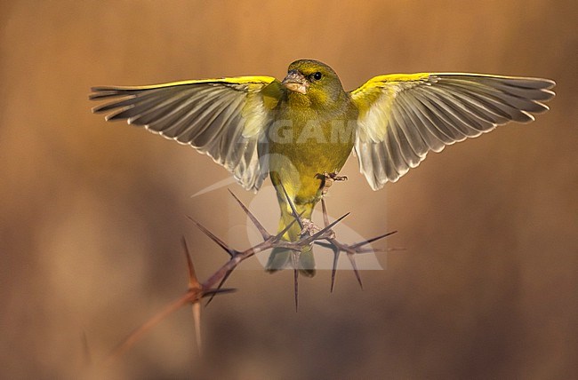 Male European Greenfinch (Chloris chloris) in Italy. stock-image by Agami/Daniele Occhiato,