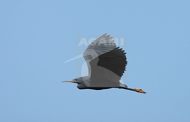 Zwarte Reiger vliegend; Black Heron flying stock-image by Agami/Roy de Haas,