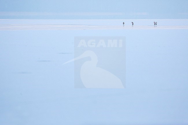 Grey Heron (Ardea cinerea) perched in the snow stock-image by Agami/Ralph Martin,