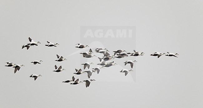 Groep Eiders in de vlucht; Flock of Common Eiders in flight stock-image by Agami/Markus Varesvuo,