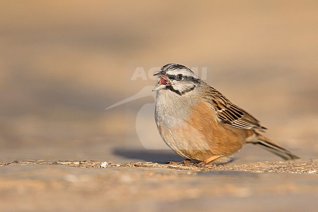 Rock Bunting -Zippammer - Emberiza cia ssp. cia, Spain, adult male stock-image by Agami/Ralph Martin,