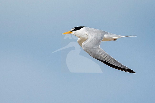 Adult Least Tern (Sternula antillarum) in breeding plumage in flight at the coast in Galveston County, Texas, USA. stock-image by Agami/Brian E Small,