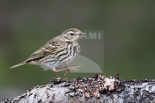 Olive-backed Pipit - Waldpieper - Anthus hodgsoni ssp. yunnanensis, Russia stock-image by Agami/Ralph Martin,