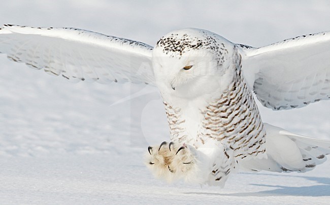Eerste winter Sneeuwuil jagend; First winter Snowy owl hunting stock-image by Agami/Markus Varesvuo,