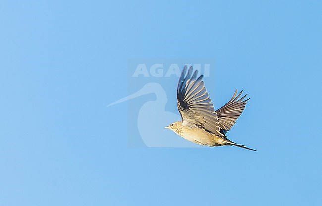 Rare vagrant Blyth's pipit (Anthus godlewskii) from eastern Asia on Utsira, Norway. stock-image by Agami/Marc Guyt,