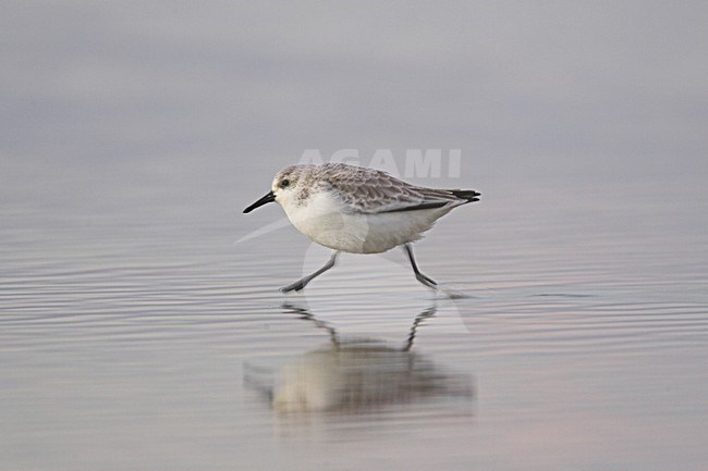 Drieteenstrandloper op het strand; Sanderling on the beach stock-image by Agami/Menno van Duijn,