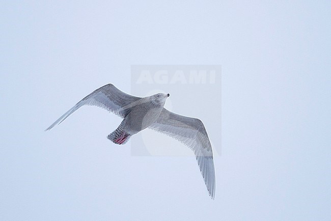 Glaucous Gull (Larus hyperboreus ssp. hyperboreus), Norway, 2 cy stock-image by Agami/Ralph Martin,