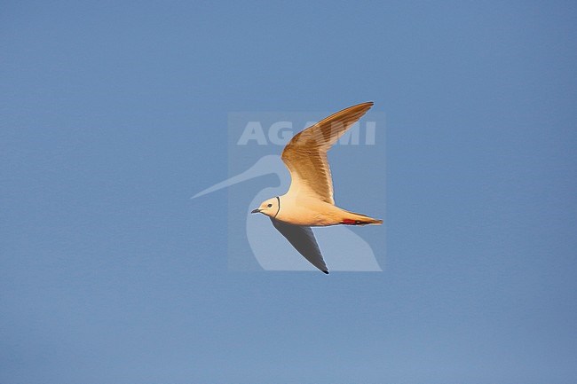 Adult Ross's Gull (Rhodostethia rosea) in summer plumage at a breeding colony in the Indigirka delta on the tundra of Siberia, Russia. In flight, passing by. stock-image by Agami/Chris van Rijswijk,