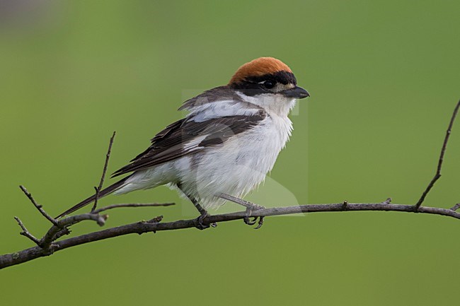 Female Woodcut Shrike perched on a branch stock-image by Agami/Daniele Occhiato,