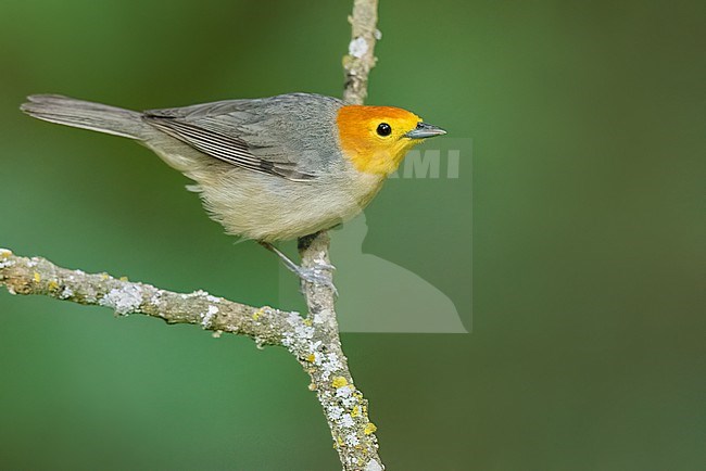 Orange-headed Tanager (Thlypopsis sordida) Perched on a branch in Argentina stock-image by Agami/Dubi Shapiro,