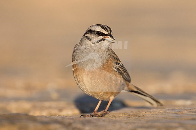 Rock Bunting -Zippammer - Emberiza cia ssp. cia, Spain, adult male stock-image by Agami/Ralph Martin,