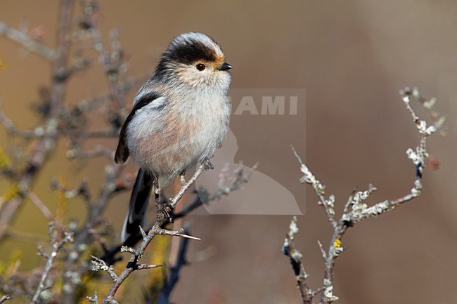 Staartmees in kale tak; Long-tailed Tit perched in bush stock-image by Agami/Daniele Occhiato,