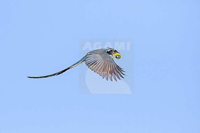 Stunning Black-throated magpie-jay (Calocitta colliei) in flight In Mexico. stock-image by Agami/Pete Morris,