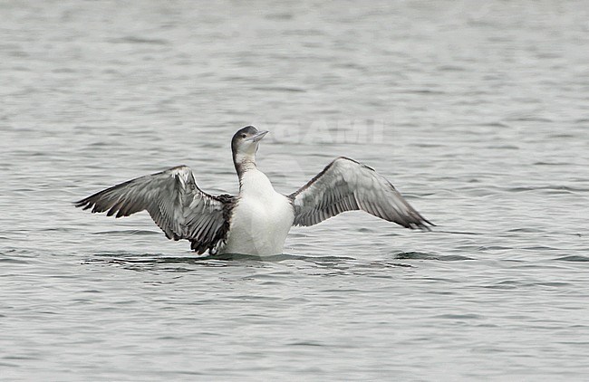 Great Northern Diver (Gavia immer) wintering in Bawdsey, Suffolk, United Kingdom. stock-image by Agami/Bill Baston,