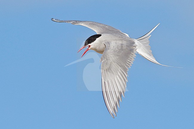 Arctic Tern (Strena paradisaea) flying in Churchill, Manitoba, Canada. stock-image by Agami/Glenn Bartley,