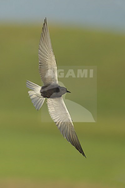 Adult breeding
Kidder Co., ND
June 2020 stock-image by Agami/Brian E Small,