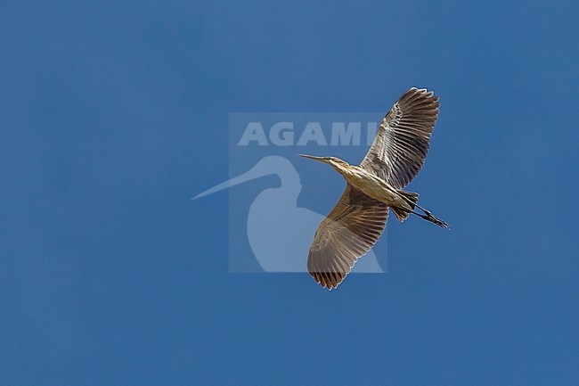 Immature Bourne's Heron in Barragem de Poilao, Santiago, Cape Verde. stock-image by Agami/Vincent Legrand,