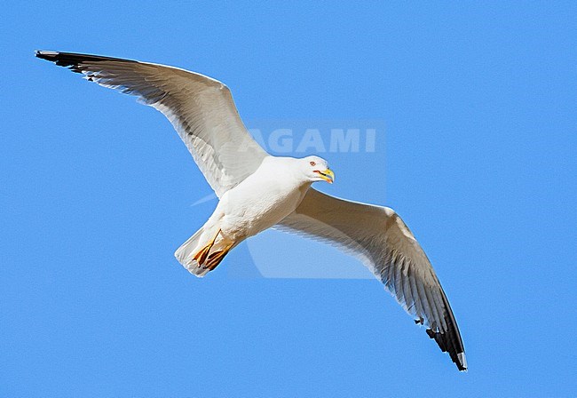 Adult Yellow-legged Gull (Larus michahellis michahellis) in flight against a bright blue sky on Lesvos, Greece. Seen from below. stock-image by Agami/Marc Guyt,