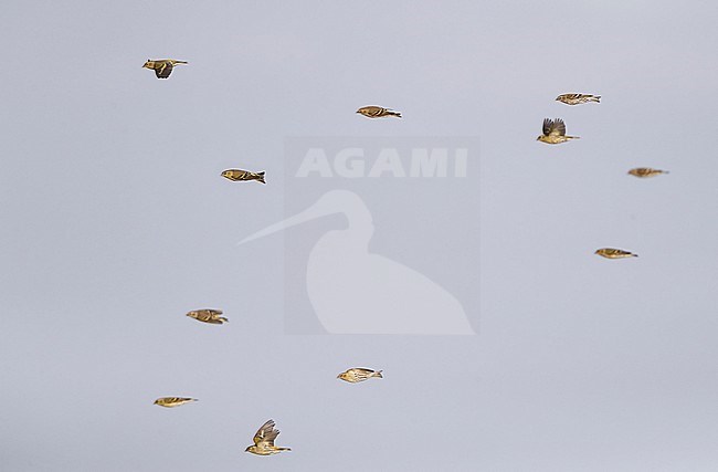 Siskin, spinus spinus, migrating flock in fligth at Falsterbo, Sweden stock-image by Agami/Helge Sorensen,