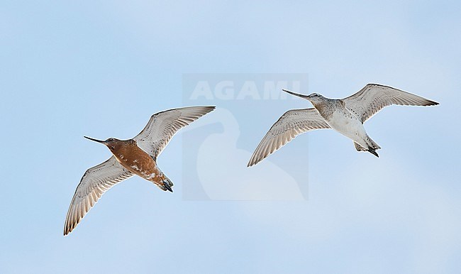 Bar-tailed Godwit (Limosa lapponica) Vardö Norway May 2017 stock-image by Agami/Markus Varesvuo,