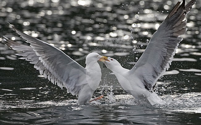 Grote Mantelmeeuw, Greater Black-backed Gull, Larus marinus stock-image by Agami/Jari Peltomäki,