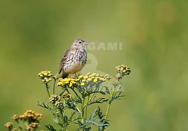 Graspieper in broedbiotoop zittend op Boerenwormkruid;Meadow Pipit in breeding habitat sitting on Common Tansy stock-image by Agami/Ran Schols,