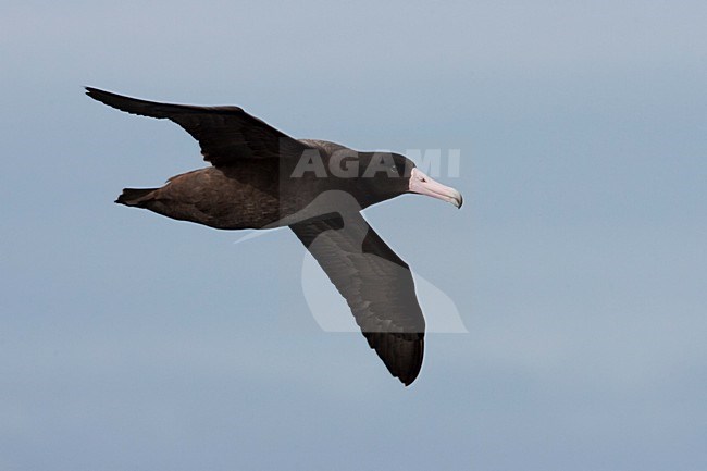 Stellers Albatros in de vlucht; Short-tailed Albatross in flight stock-image by Agami/Martijn Verdoes,