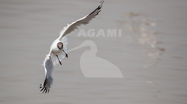 Wintering Brown-headed Gull, Chroicocephalus brunnicephalus, in Thailand. Adult in breeding plumage. stock-image by Agami/Ian Davies,