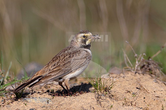 Strandleeuwerik met voedsel, Horned Lark with food stock-image by Agami/Daniele Occhiato,