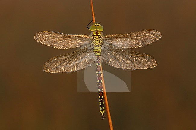 bedauwde Groene glazenmaker; With dew covered Green hawker; stock-image by Agami/Walter Soestbergen,