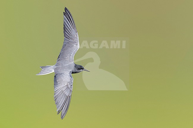 Black Tern (Chlidonias niger), adult in flight seen from the above, Campania, Italy stock-image by Agami/Saverio Gatto,