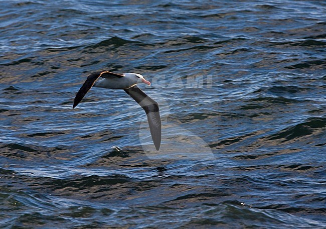 Black-browed Albatross, Wenkbrauwalbatros, Thalassarche melanophrys stock-image by Agami/Marc Guyt,