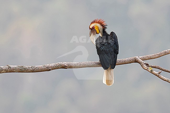 Preening adult male Wreathed Hornbill (Rhyticeros undulatus) in the Tongbiguan Biosphere Reserve in Yunnan, China

 stock-image by Agami/Mathias Putze,