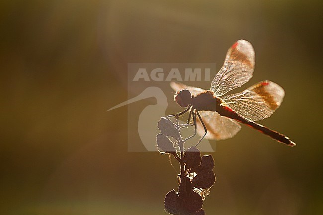 Sympetrum pedemontanum - Banded Darter - Gebänderte Heidelibelle, Germany (Baden-Württemberg), imago, male stock-image by Agami/Ralph Martin,