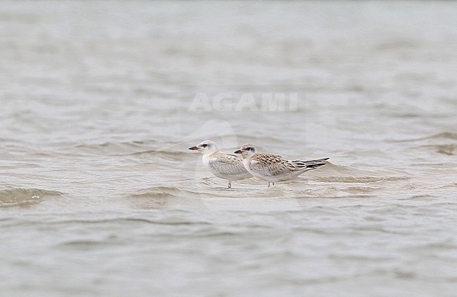 Two juvenile Gull-billed Terns (Gelochelidon nilotica) in the water in a sandpit in Groningen. These two birds are siblings, but they don't look the same. The colors of Gull-billed Tern chicks vary from white to dark brown and everything in between. stock-image by Agami/Renate Visscher,