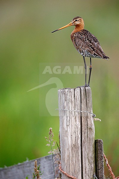 Adult Black-tailed Godwit (Limosa limosa) standing on a wooden pole in a meadow the Netherlands. stock-image by Agami/Chris van Rijswijk,