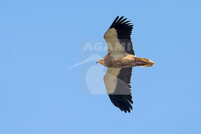 Aasgier; Egyptian Vulture; Neophron percnopterus stock-image by Agami/Daniele Occhiato,