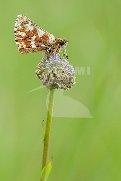 Kalkgraslanddikkopje / Red-underwing Skipper (Spialia sertorius) stock-image by Agami/Wil Leurs,