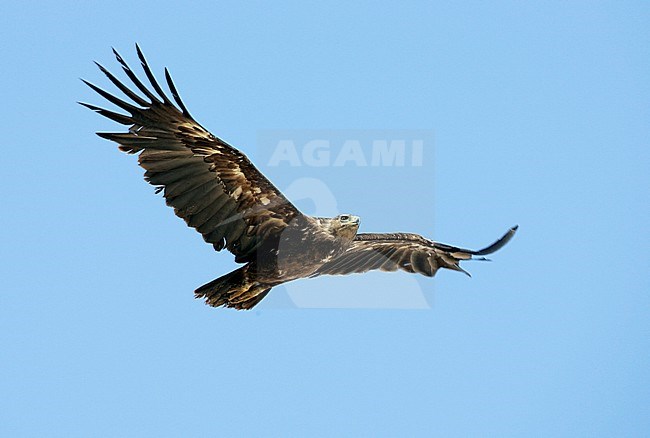 Bastaardarend in vlucht, Greater Spotted Eagle (Aquila clanga) adult in flight stock-image by Agami/Dick Forsman,