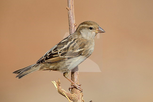 Spanish Sparrow, female, Santiago, Cape Verde (Passer hispaniolensis) stock-image by Agami/Saverio Gatto,